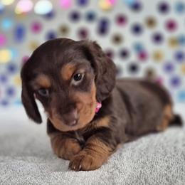 Dachshund Puppies from Joaquin Gutierrez