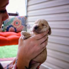 Saint Berdoodle, Poodle, Labradoodle, and Goldendoodle Puppies from Dent’s Doodles