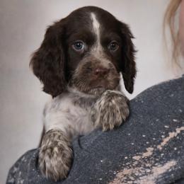 Kai - Liver white and roan male English Springer Spaniel puppy in Florida from Thunderbird Springers