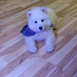Alaskan Malamute Puppies from New River Valley Malamutes