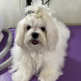 Daisy - Maltese