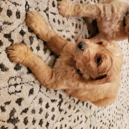 Goldendoodle Puppies from Soule Buddies