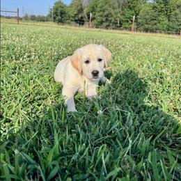Blue Collar Male - Yellow male Labrador Retriever puppy in Nevada, Missouri from CKB Labradors