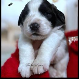 Black collar - Mahogany and white male Saint Bernard puppy in New Philadelphia, Ohio from Fletchers Saints