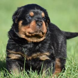 Brackett - Black and mahogany male Rottweiler puppy in Catawissa, Pennsylvania from Sharp Ridge Rottweilers