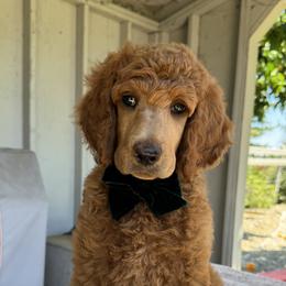 Tank (Green Collar) - Red  male Poodle puppy in Fairfield, California from Choice Red Standards