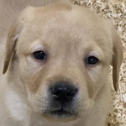 Trout - Yellow male Labrador Retriever puppy in Silver Springs, New York from Humehill