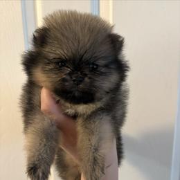 Kat - Cream sable female Pomeranian puppy in Denver, Colorado from Tiny Tornado Poms