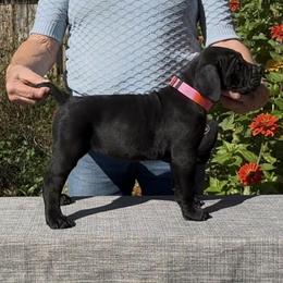 Girl 5 - Black female Cane Corso puppy in Dayton, Oregon from BlackStar Cane Corso