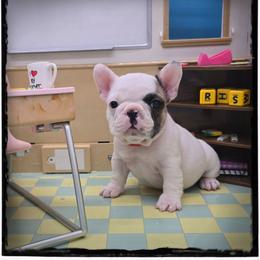 Rook - White and fawn female French Bulldog puppy in Wisconsin from Shameless Bulldogs LLC