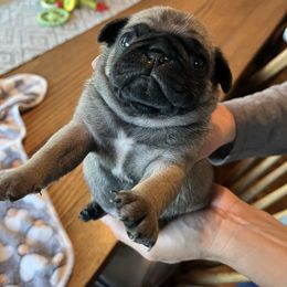 Gilly - Fawn male Pug puppy in Olivia, Minnesota from Holland Pugs