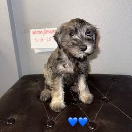 Boy 3 - Salt and pepper male Miniature Schnauzer puppy in Watauga, Texas from Sissy’s Schnauzers