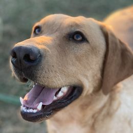 Ohana  - Labrador Retriever