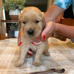 Brown boy - Golden male Golden Retriever puppy in Macy, Indiana from Macy Golden Meadows