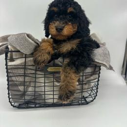 Prince Charming - Tri-color male Bernedoodle puppy in Austin, Texas from Doodles of Central Texas