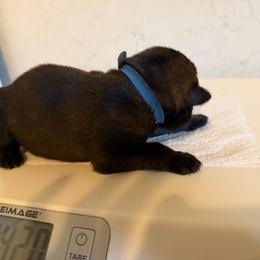 Walter - blue collar - Sable male German Shepherd puppy in Winterport, Maine from Vom Stevens Old Fashioned German Shepherds