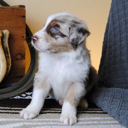 Australian Shepherd, Cavalier King Charles Spaniel, and Cavapoo Puppies from Dogwood & Sassafras Companions