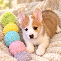 Casanova - Red male Pembroke Welsh Corgi puppy in Abingdon, Virginia from Em-K Kennels