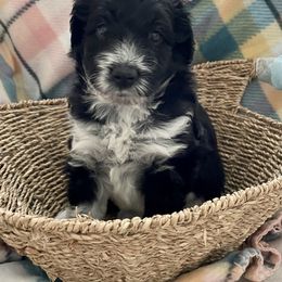 Aussiedoodle and Miniature Australian Shepherd Puppies from Sugar Creek Oodles and Aussies