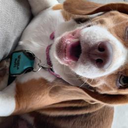 Shelby Blue - Beagle