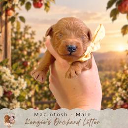 Macintosh - Red  male Goldendoodle puppy in Norcross, Georgia from Teddy Puppies