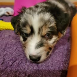 Australian Shepherd Puppies from Summit Australian Shepherds