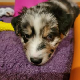 Australian Shepherd Puppies from Summit Australian Shepherds