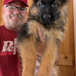 Fred - Black and red male German Shepherd puppy in Pueblo West, Colorado from 5 Star German Shepherds aka Martin Family German Shepherds