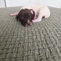 Maroon Girl - Liver and white female German Shorthaired Pointer puppy in Nampa, Idaho from Heart Mountain Cavaliers & Floating Feathers Kennel