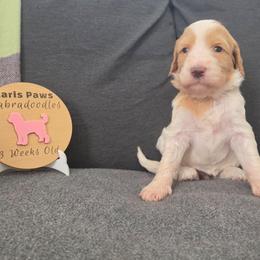 Sandy (Red) - Parti female Labradoodle puppy in Plainfield, New Jersey from Caris Paws Poodles and Labradoodles