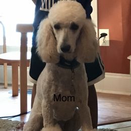 Annie - Poodle