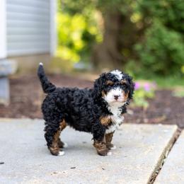Millie - Tri-color female Bernedoodle puppy in Narvon, Pennsylvania from CBKB Bernedoodle’s