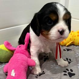 Henry (red collar) - Tri-color male Cavalier King Charles Spaniel puppy in Ocala, Florida from Ray of Sunshine Spaniels LLC