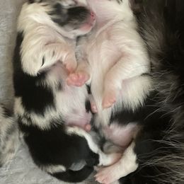 Pomeranian Puppies from Yates Pomeranians