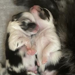 Pomeranian Puppies from Yates Pomeranians