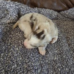 Stumpy Red Merle Boy 3 - Red merle male Border Collie puppy in Newalla, Oklahoma from Roughstock Border Collies and Dachshunds