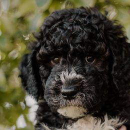 Licorice - Sheepadoodle puppy from Dooling Doodles