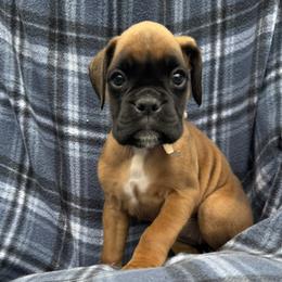 Ginger - Fawn female Boxer puppy in Cicero, New York from MK Boxer Haven of CNY