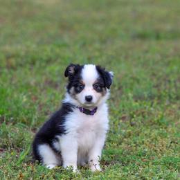 Tulip - Black tri female Toy Australian Shepherd puppy in Bauxite, Arkansas from J and B Mini Aussies