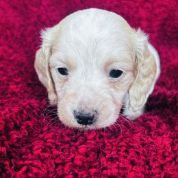 Boy 3 - Piebald male Dachshund puppy in Lewis Center, Ohio from E’s Doxies and Doxiepoos