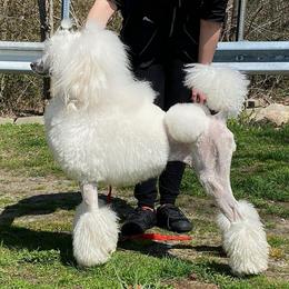 Poodle All Grown Up from Palladium Poodles
