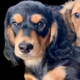 Hendrix - Dachshund