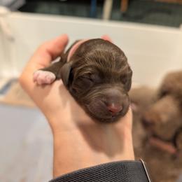 Sunny - Chocolate female Australian Labradoodle puppy in Sturbridge, Massachusetts from Pawlite Best Friends