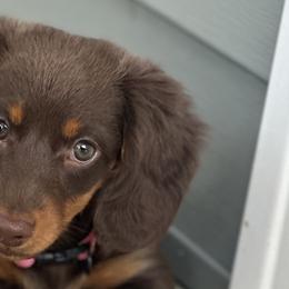 Dachshunds from A Little Dach of Love