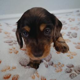 Dachshund Puppies from Beachside Doxies