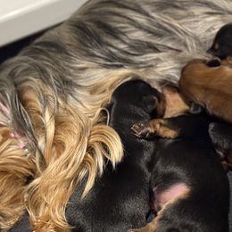 Yorkshire Terriers from Tricia’s Yorkie Puppies