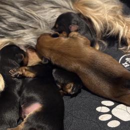 Yorkshire Terriers from Tricia’s Yorkie Puppies