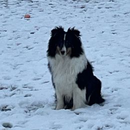 Lariet - Shetland Sheepdog