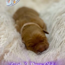 Daphne - Dark golden female Golden Retriever puppy in Galena, Ohio from Hosmer's Golden Retrievers