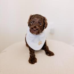 Hershey - Chocolate male Goldendoodle puppy in Syracuse, Indiana from The Doodle Cove